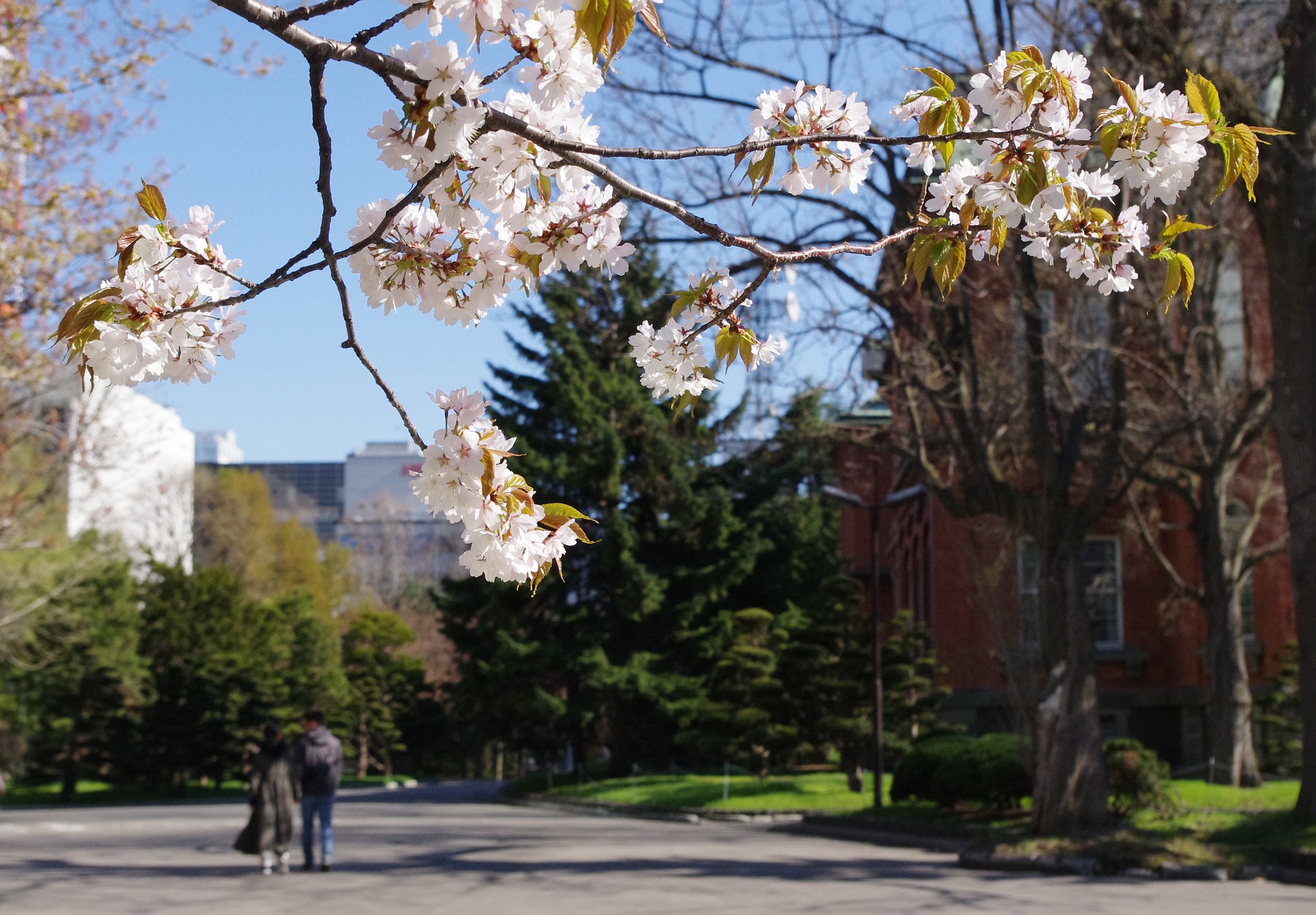 札幌市内で桜や梅を楽しめるスポットを紹介！開花時期の特徴や見分け方も！