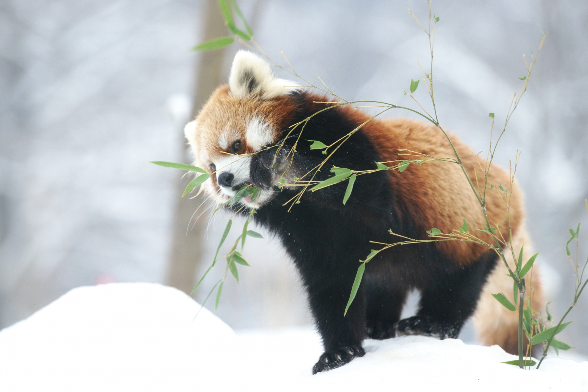 冬の北海道では動物園に行こう！冬の魅力や要チェックの動物など紹介！